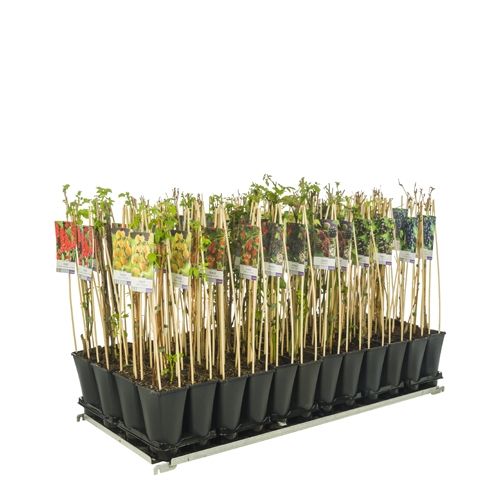 Mixshelf Fruit +light label, D 17