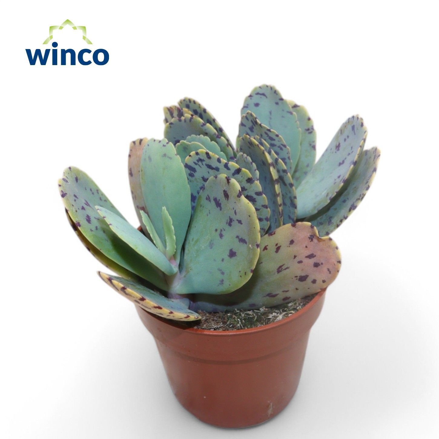 Kalanchoe Marmorata (tiger), D 8,5 cm