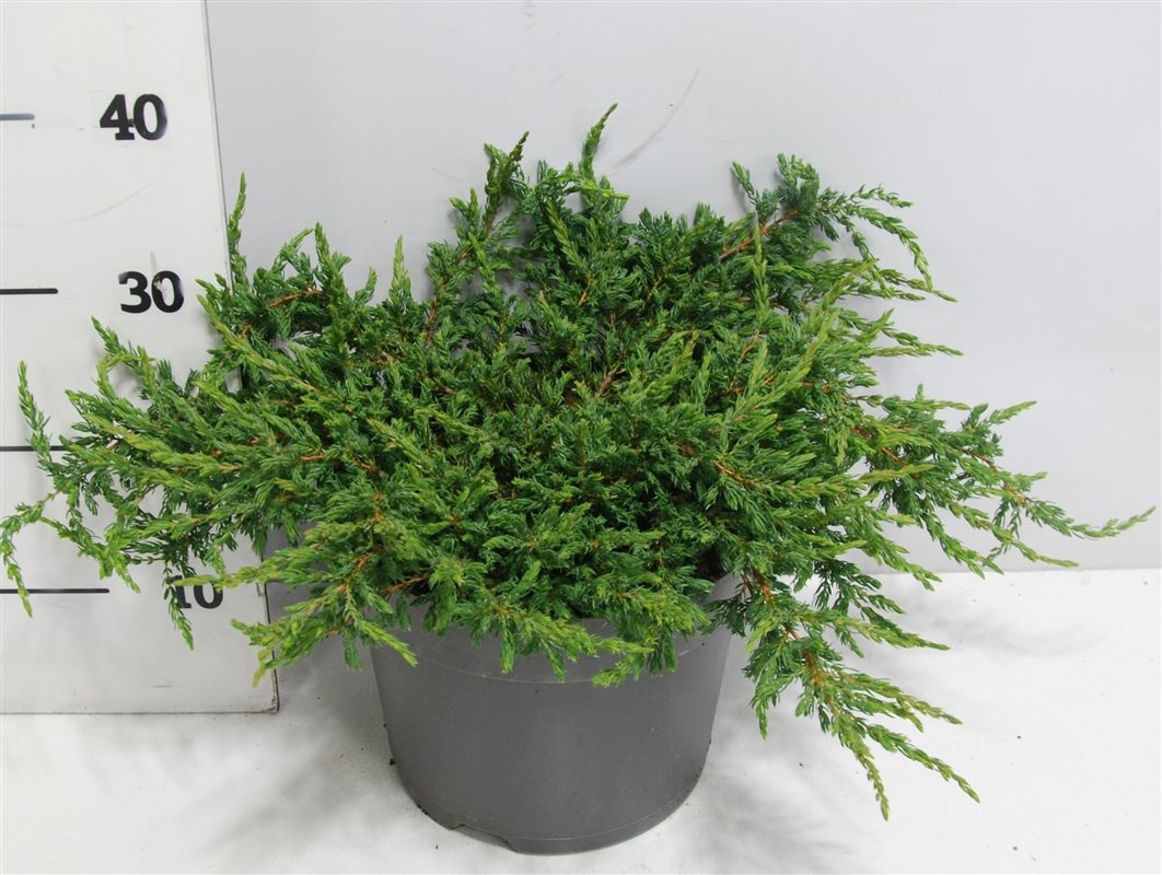 Juniperus comm. 'Repanda', D 26