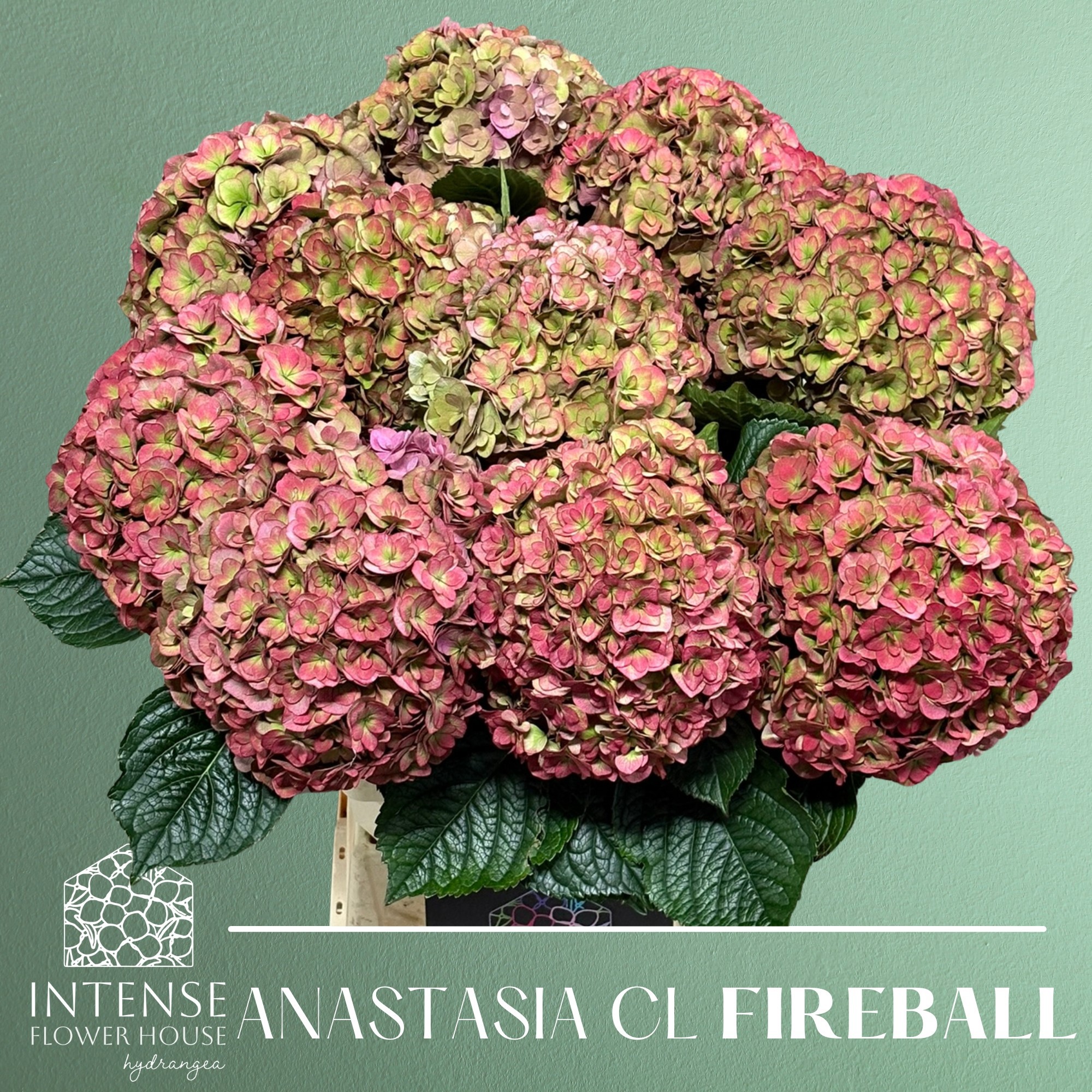 Гортензия Роял Анастасия Классик 60, шт.