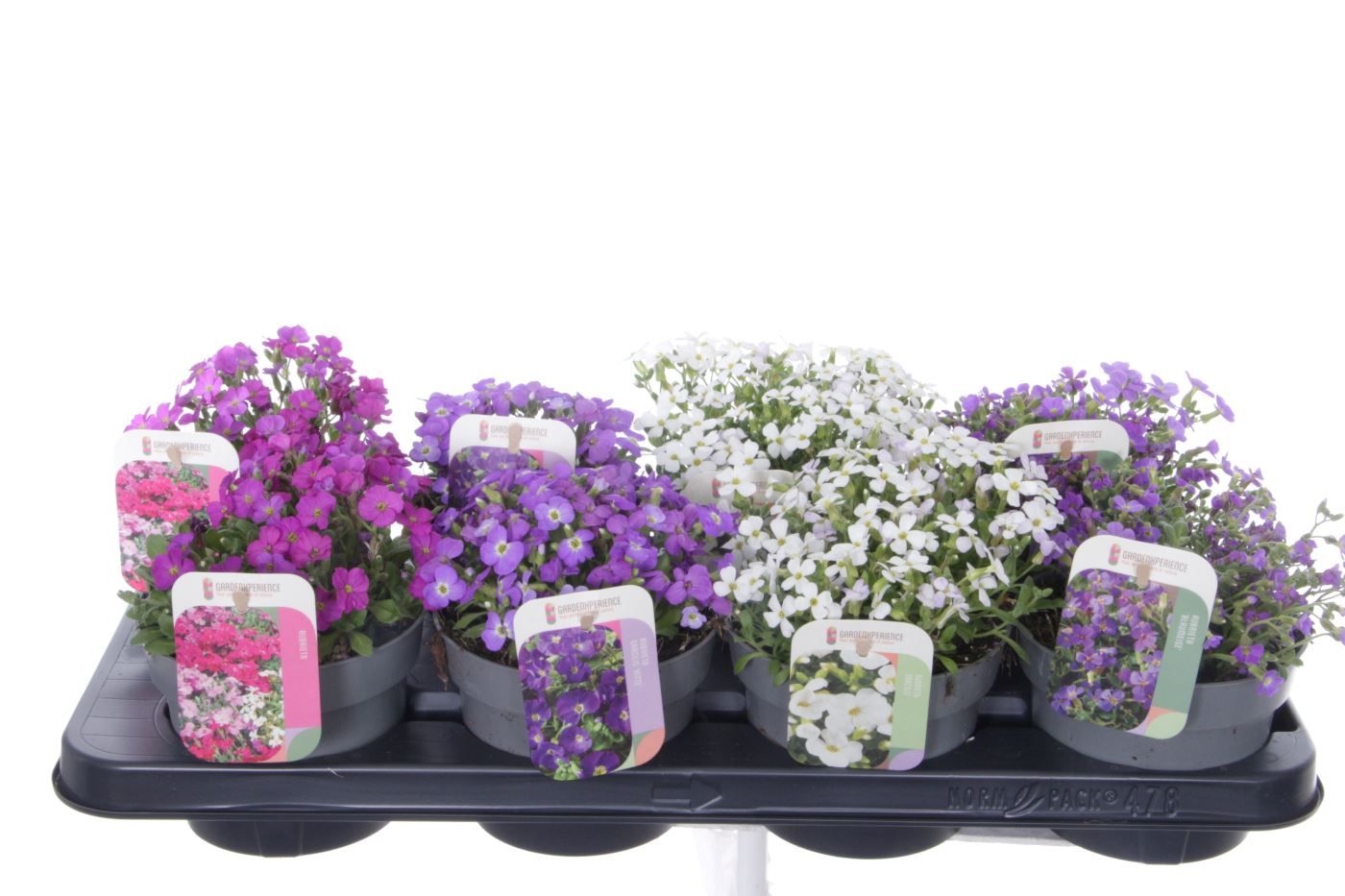 Aubrieta mix in tray, D 13