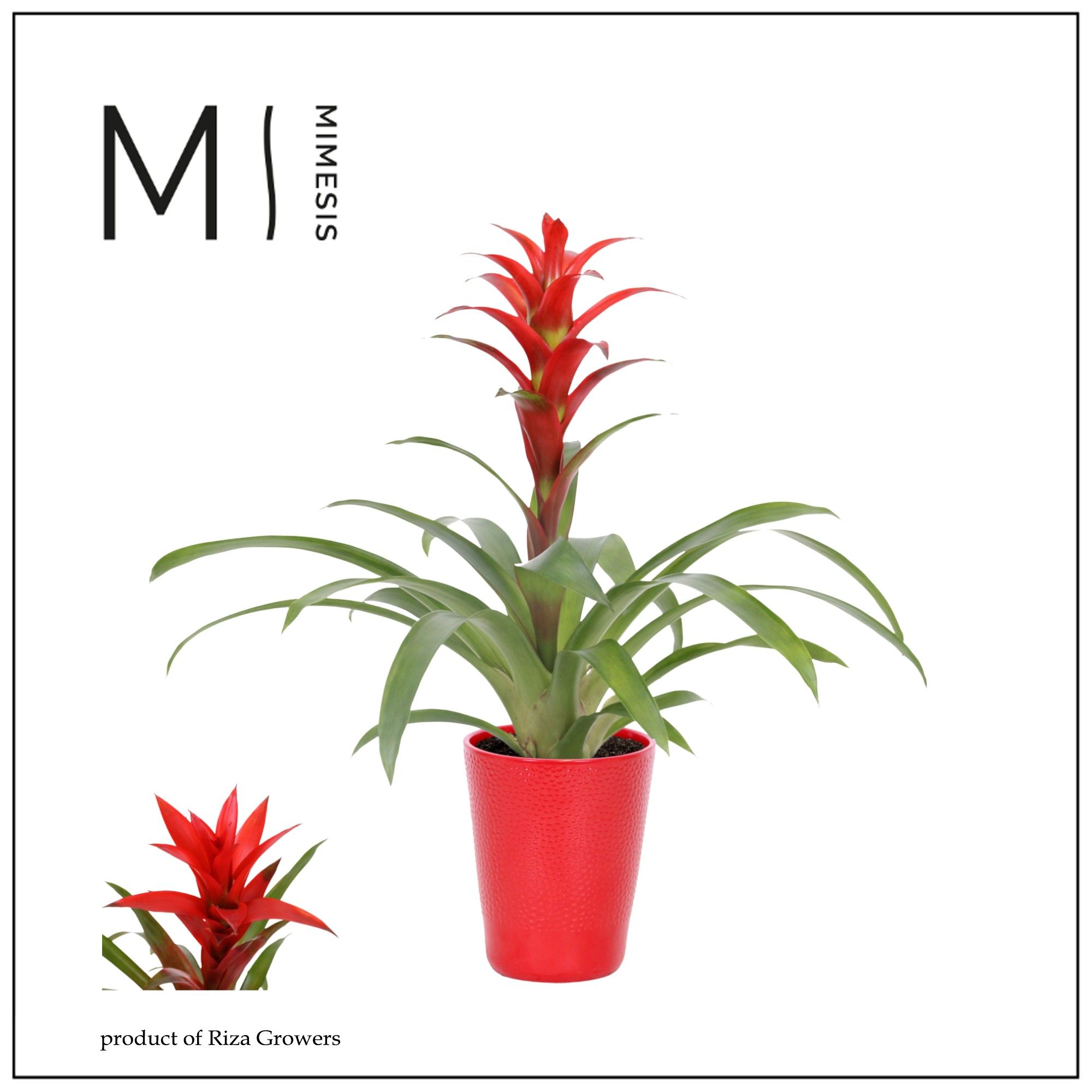 Guzmania Suerte Red - 13cm in Florence | Mimesis, D 13