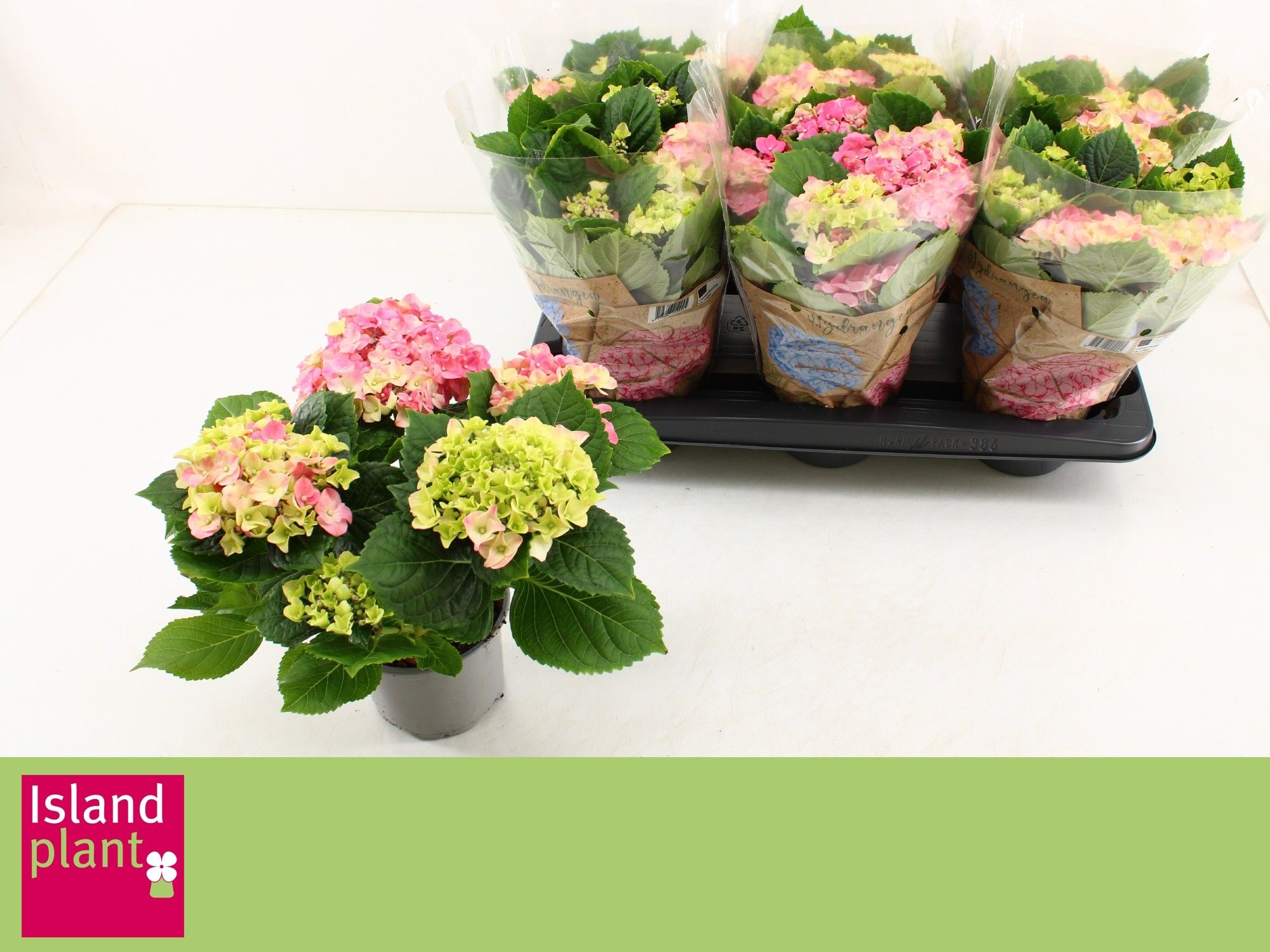 Hydr. macr. Roze, D 13