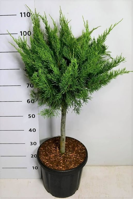 Juniperus pfitzeriana 'Mint Julep', D 32