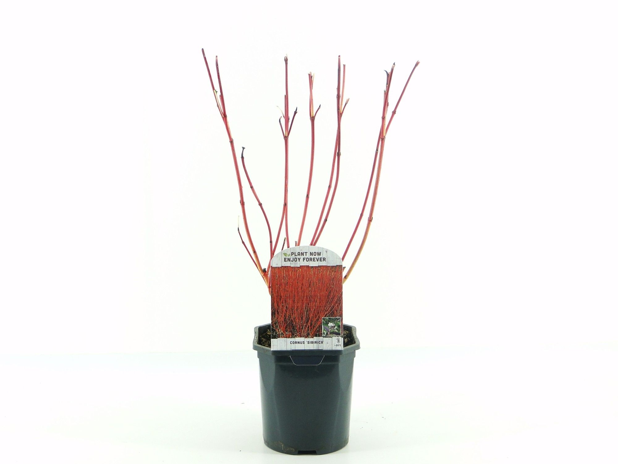 Cornus alba Sibirica, D 17