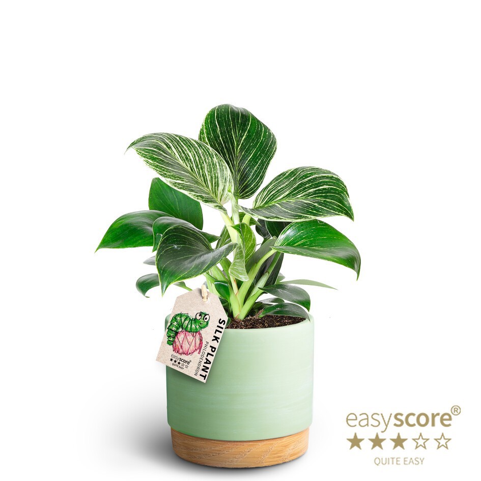 Woodbase Cool Matcha, Philodendron ´White measure´, D 12