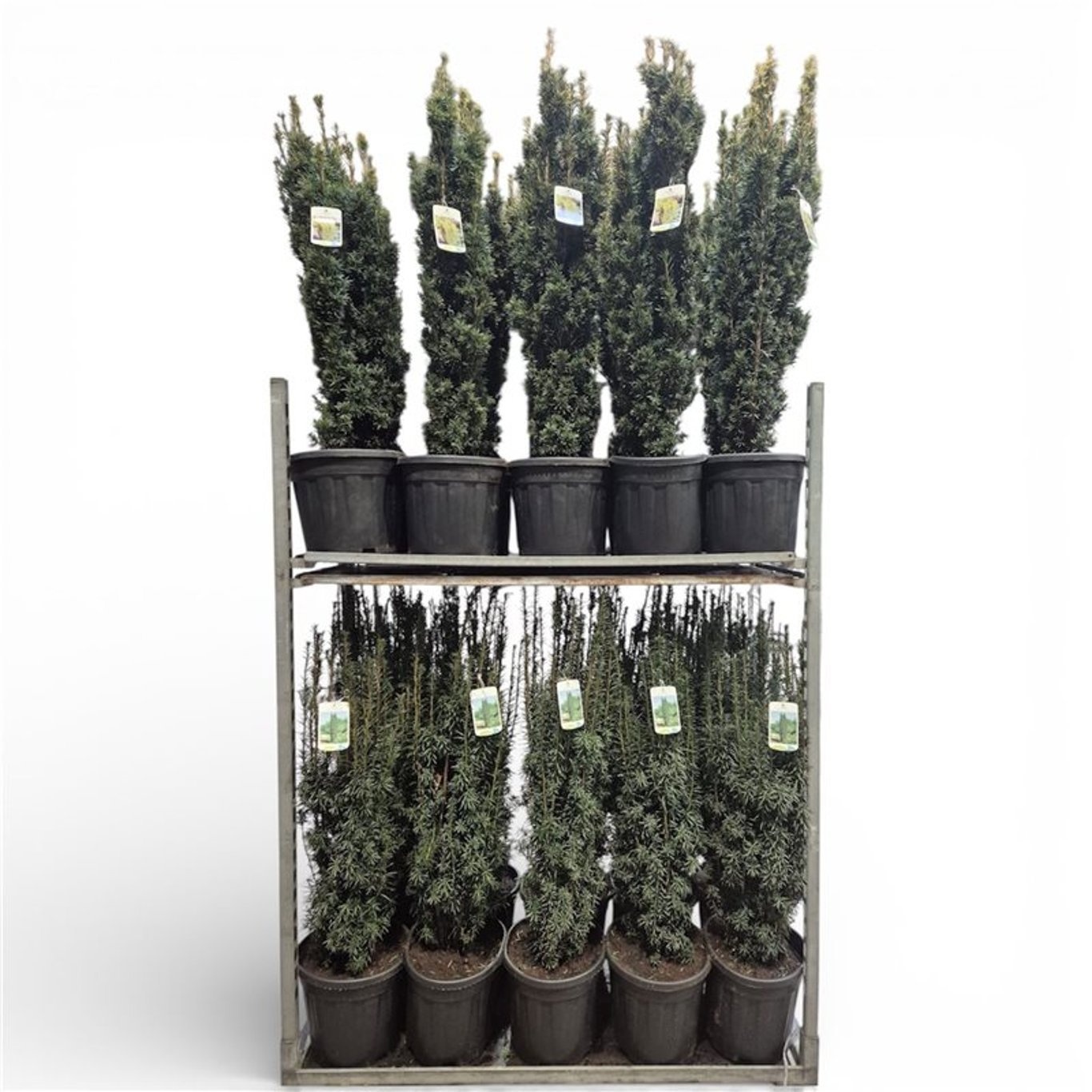 Taxus baccata mixkar C12, D 32