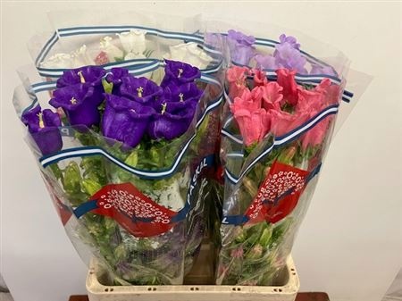 Кампанула Микс 70, шт.