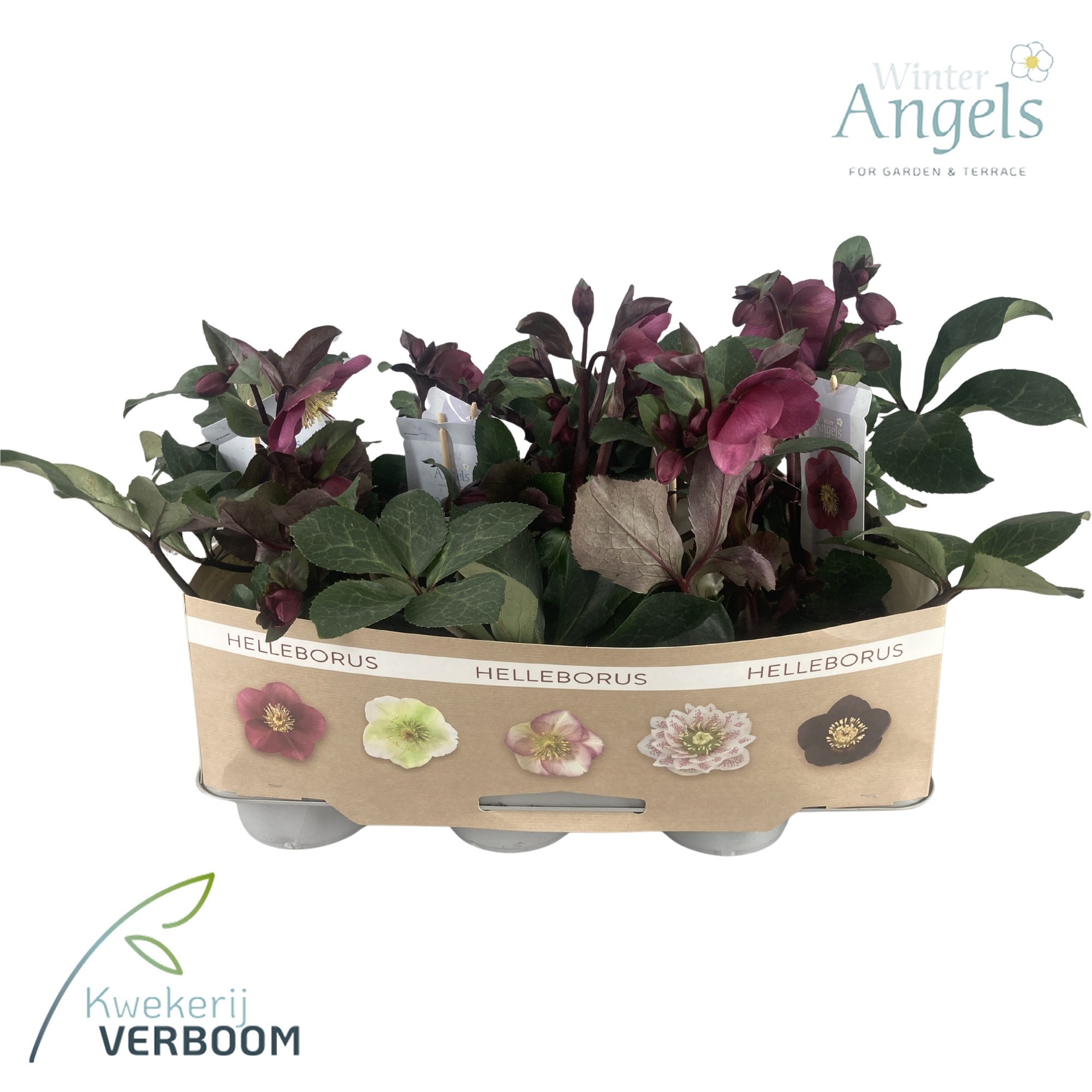 Helleborus Frostkiss Red Medium, D 15