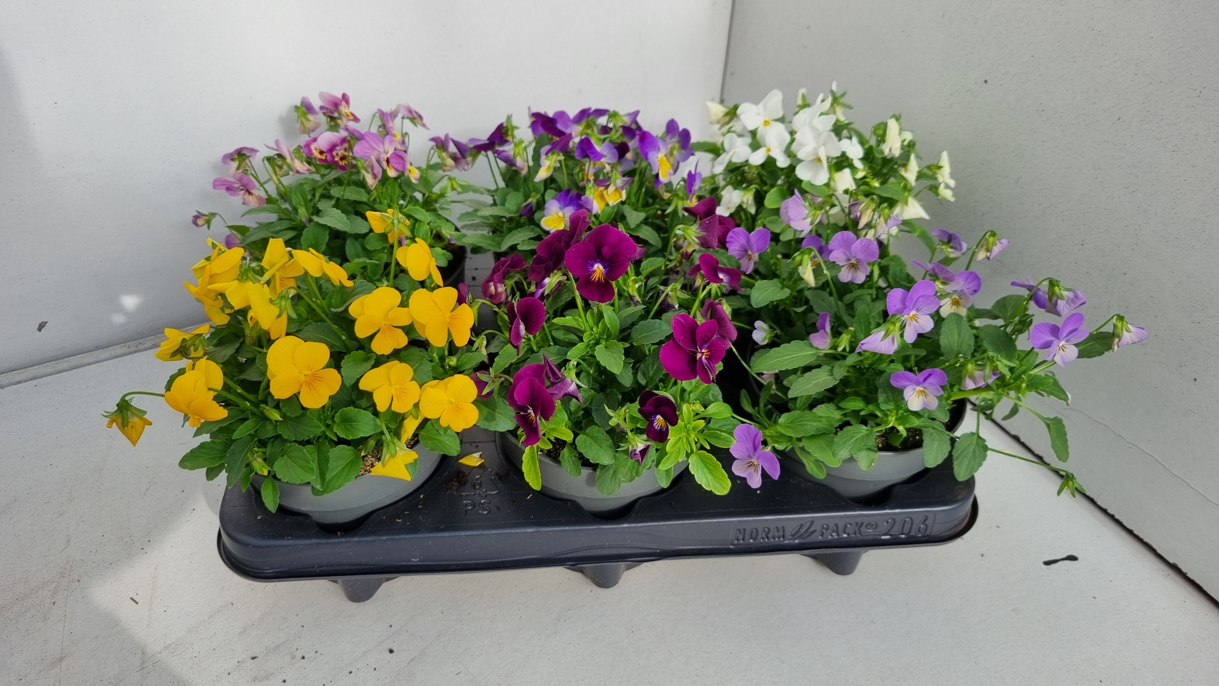 Viola mixtray Endurio p12, D 12