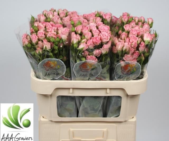 Роза куст. Одилия 70, шт.