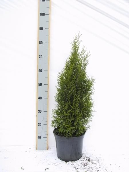 Thuja occidentalis 'Smaragd', D 23