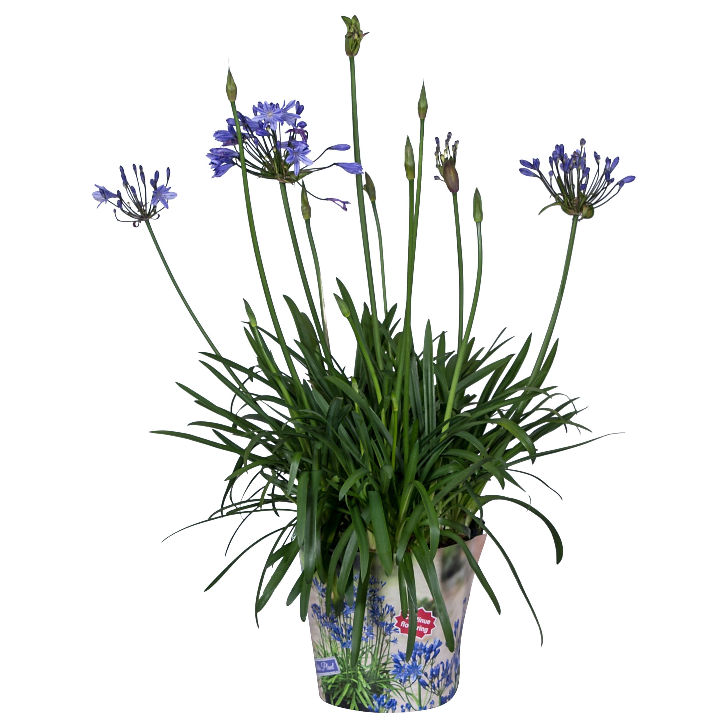 Nolina Agapanthus Ø 24 cm. Summer LoveTM Blue in box, D 24
