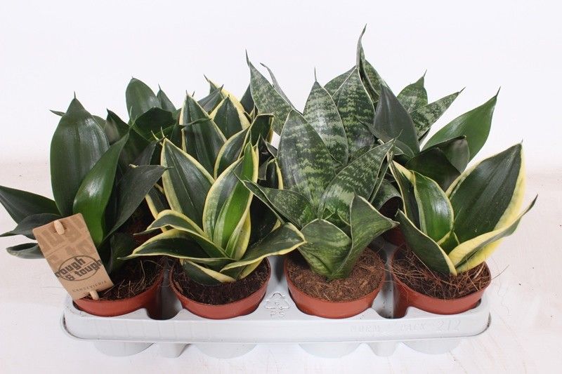 Sansevieria Hahnii Mix, D 9