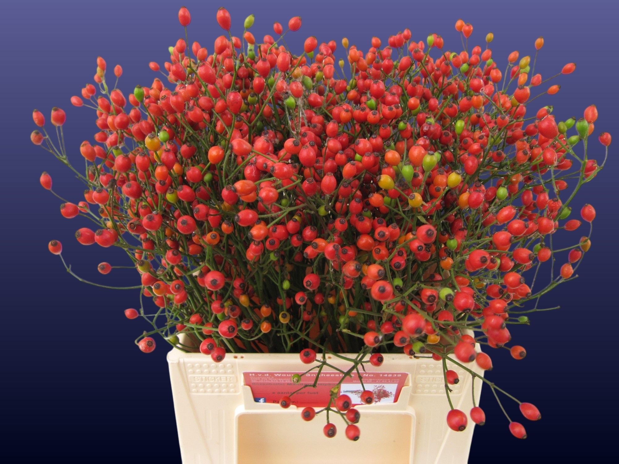 Рузботель Динамик Хипхоп 40, шт.