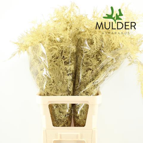 Аспарагус Овериг Крашеный (краш. ) 85, шт.