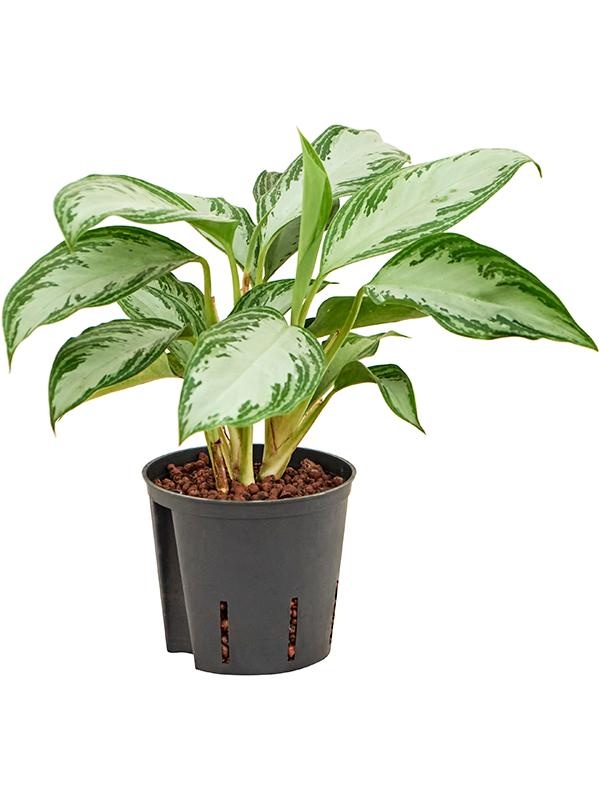 Aglaonema 'Silver Bay', D 13 cm