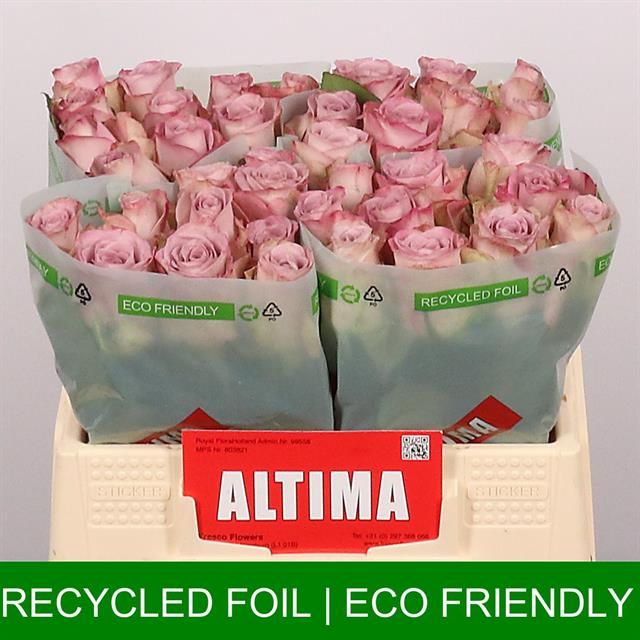 Роза од. Мемори Лэйн 35, шт.