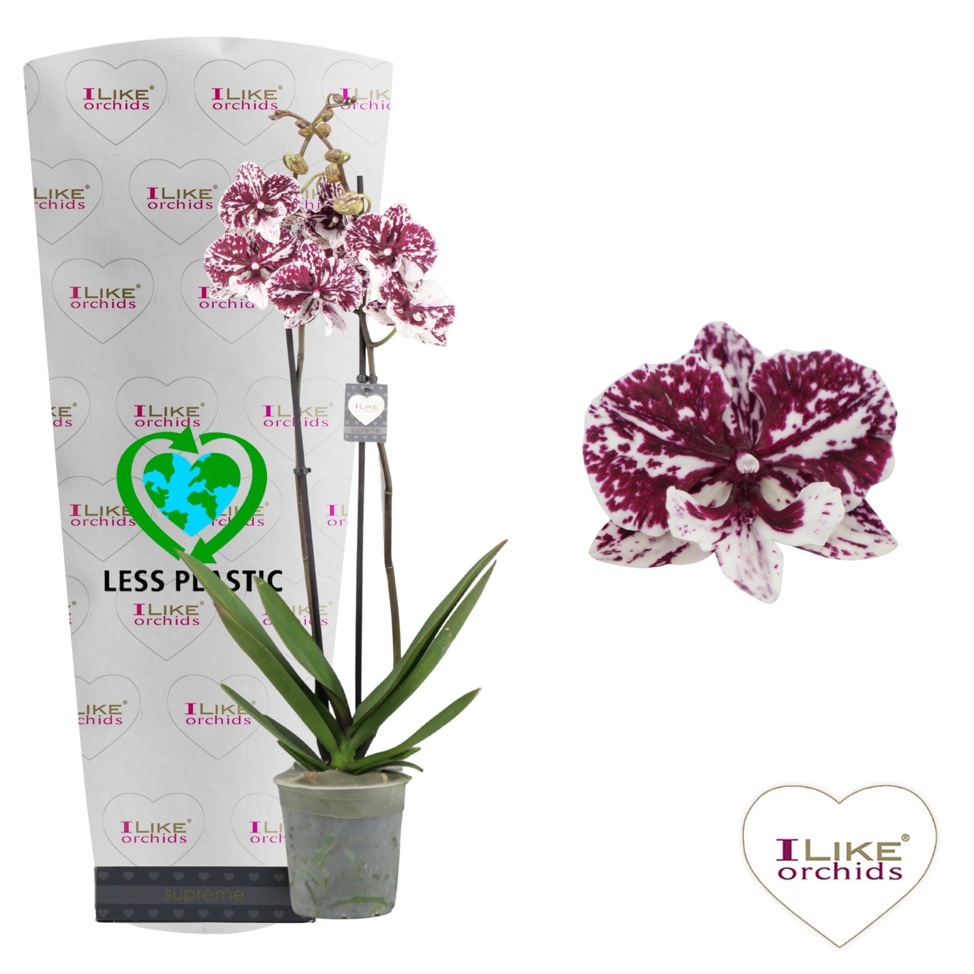Phalaenopsis JCA - 2 tak 80cm (Less Plastic), D 12