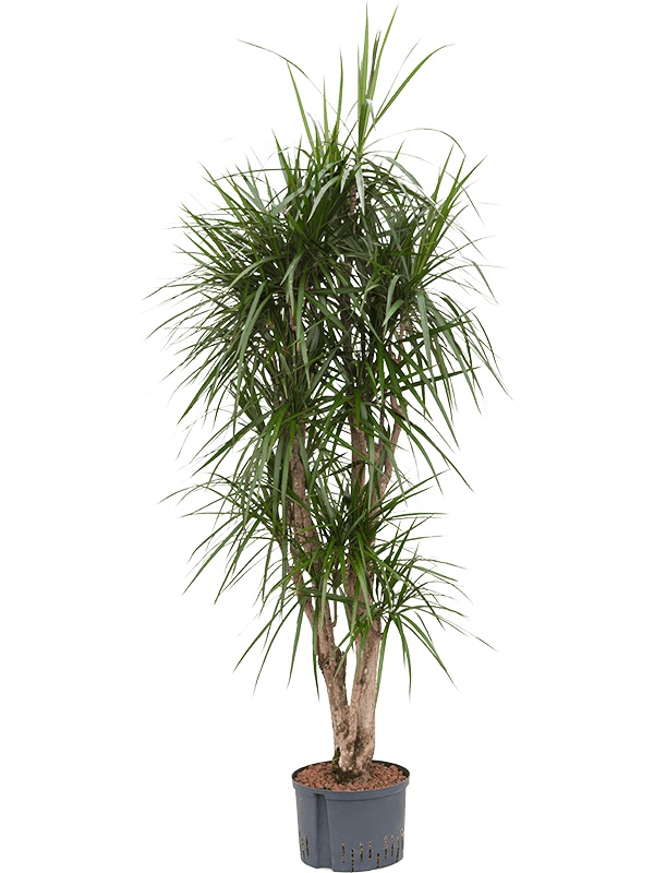 Dracaena marginata, D 28