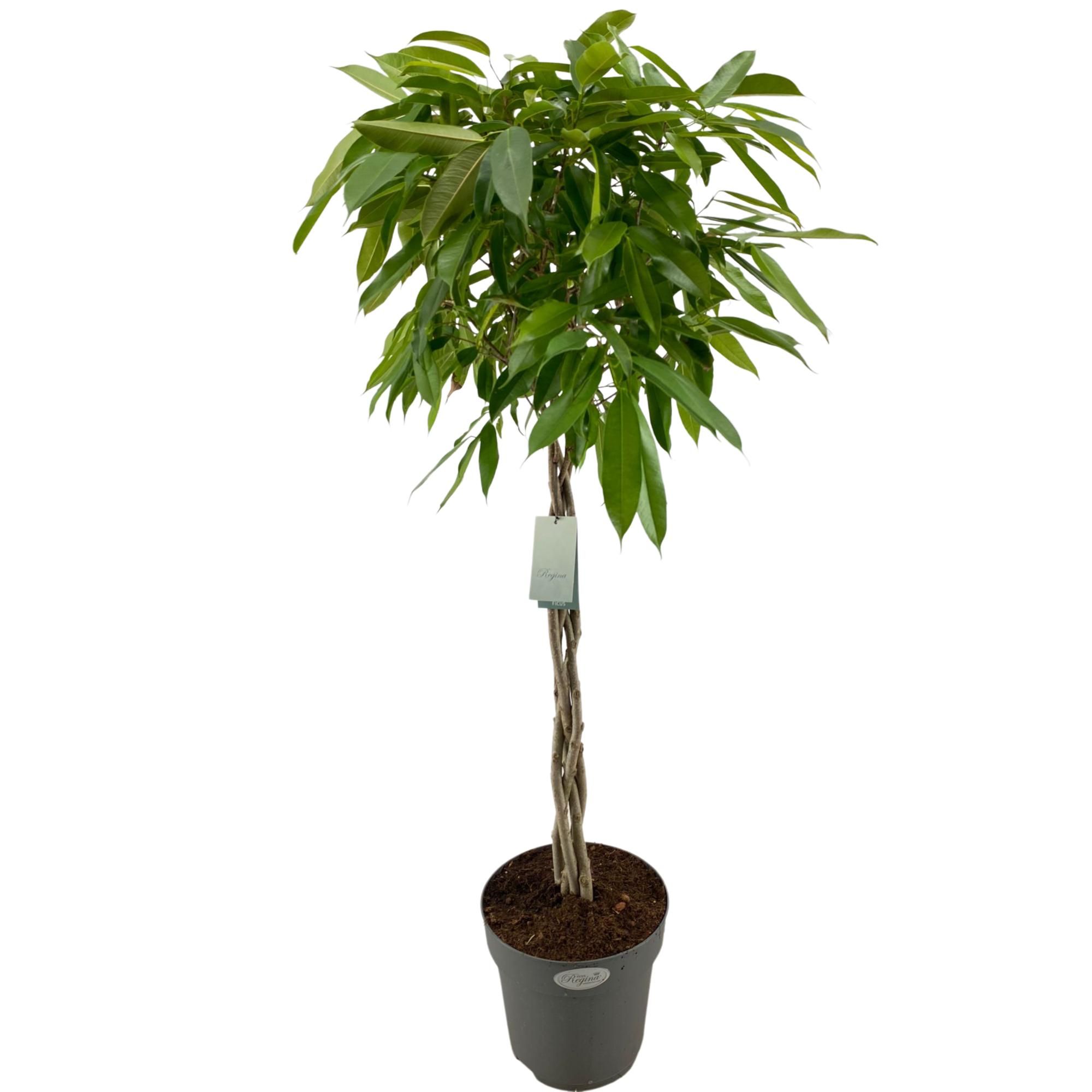 Ficus Binnendijkii Amstel King Gevlochten stam p27, D 27 cm
