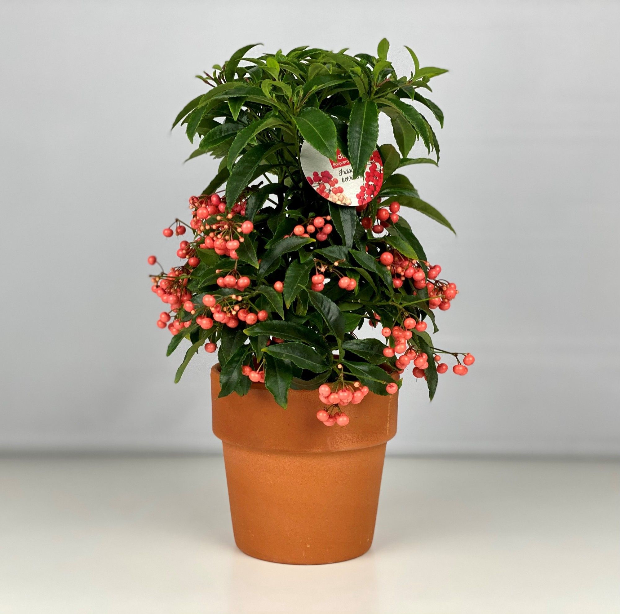 Ardisia crenata Bospremium Salmon met stenen Terracotta pot, D 15 cm