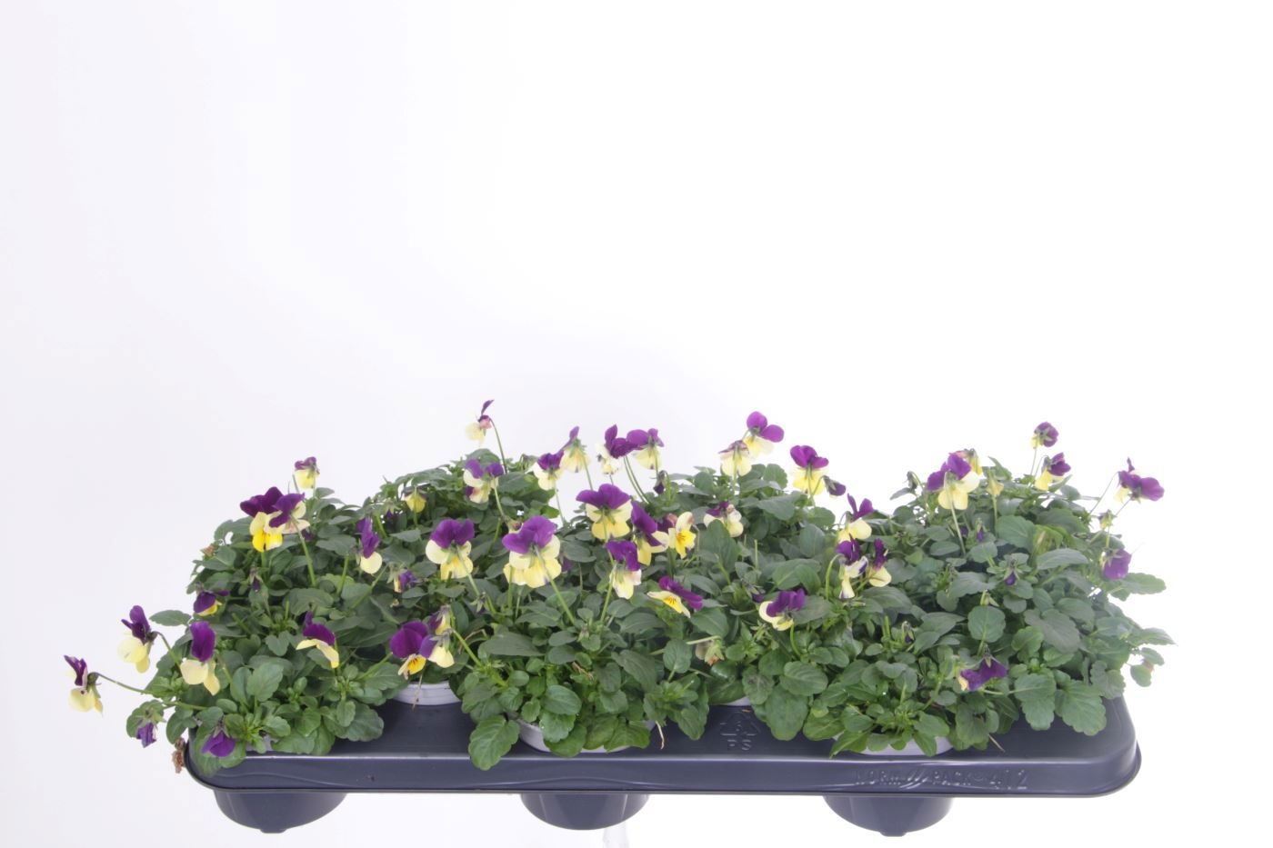 Viola cornuta Sorbet Lemon Purple, D 11