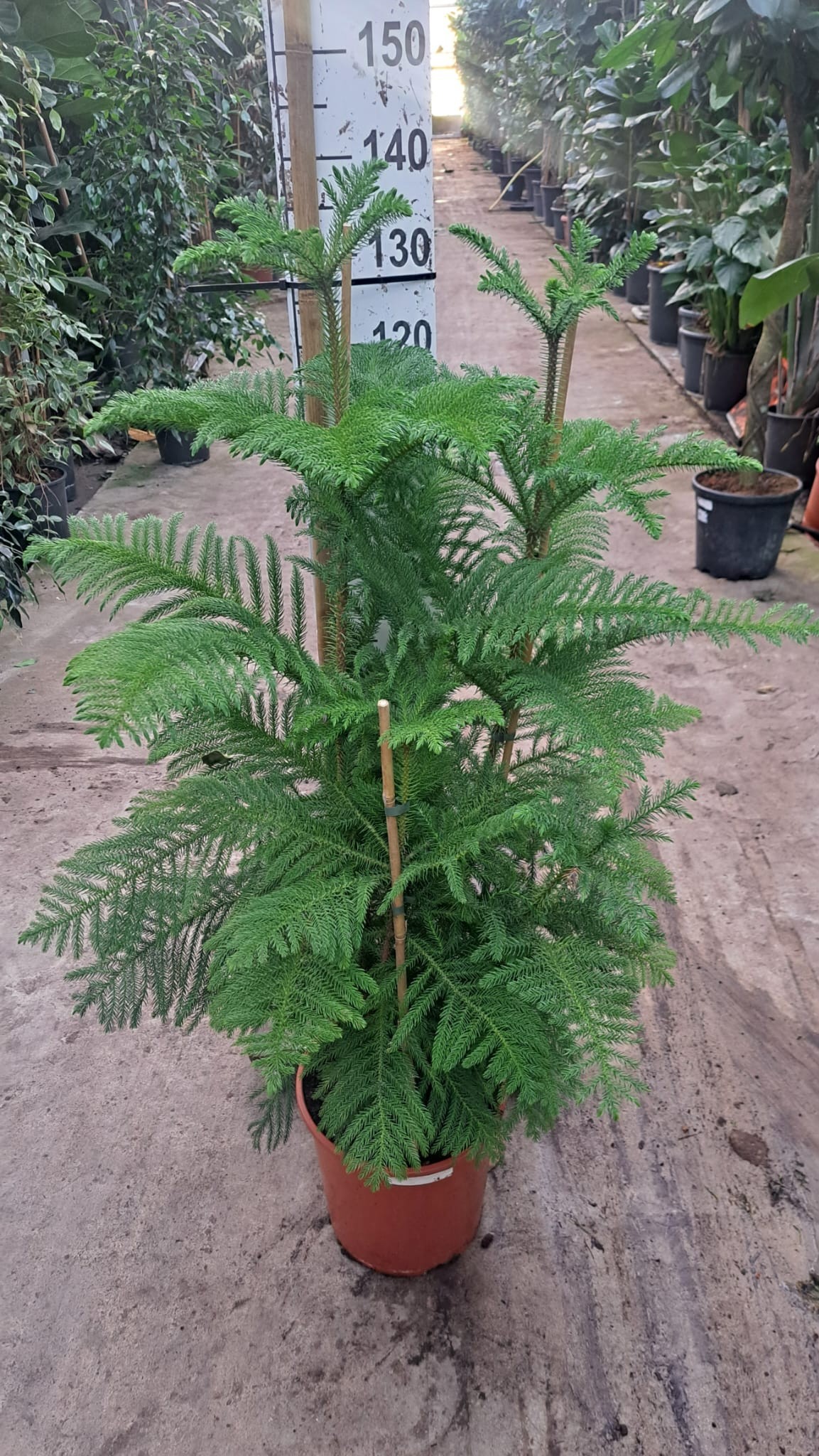 Araucaria toef 130, D 30