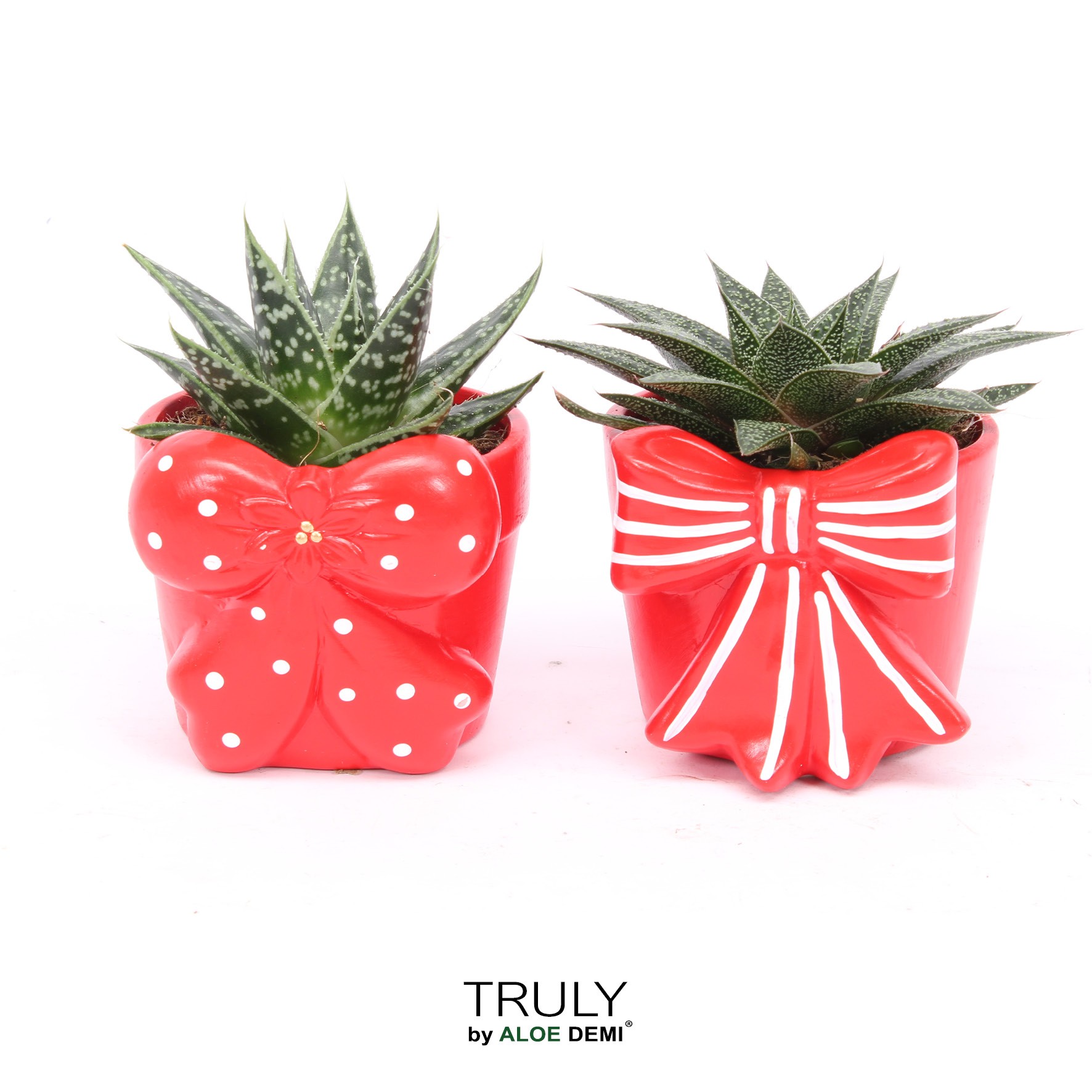 TRULY Haworthia Gasteria, Bow M, D 10 cm