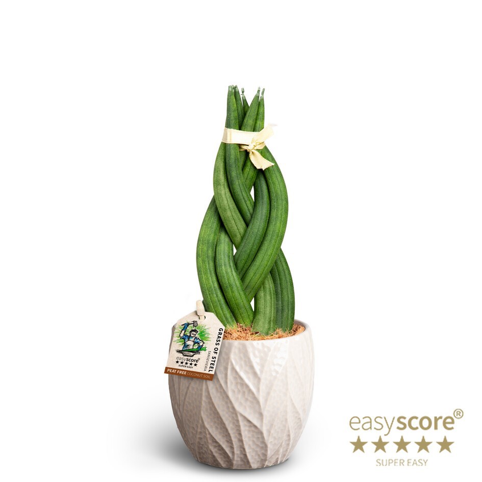 Leaf Sand, Sansevieria cylindrica Braid, D 10