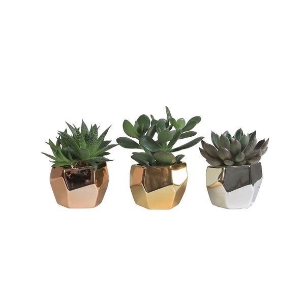 L 479 with Succulent Mix, D 6 cm