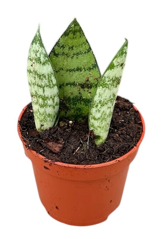 Sansevieria Everest, D 6 cm Sansevieria Everest, D 6 cm