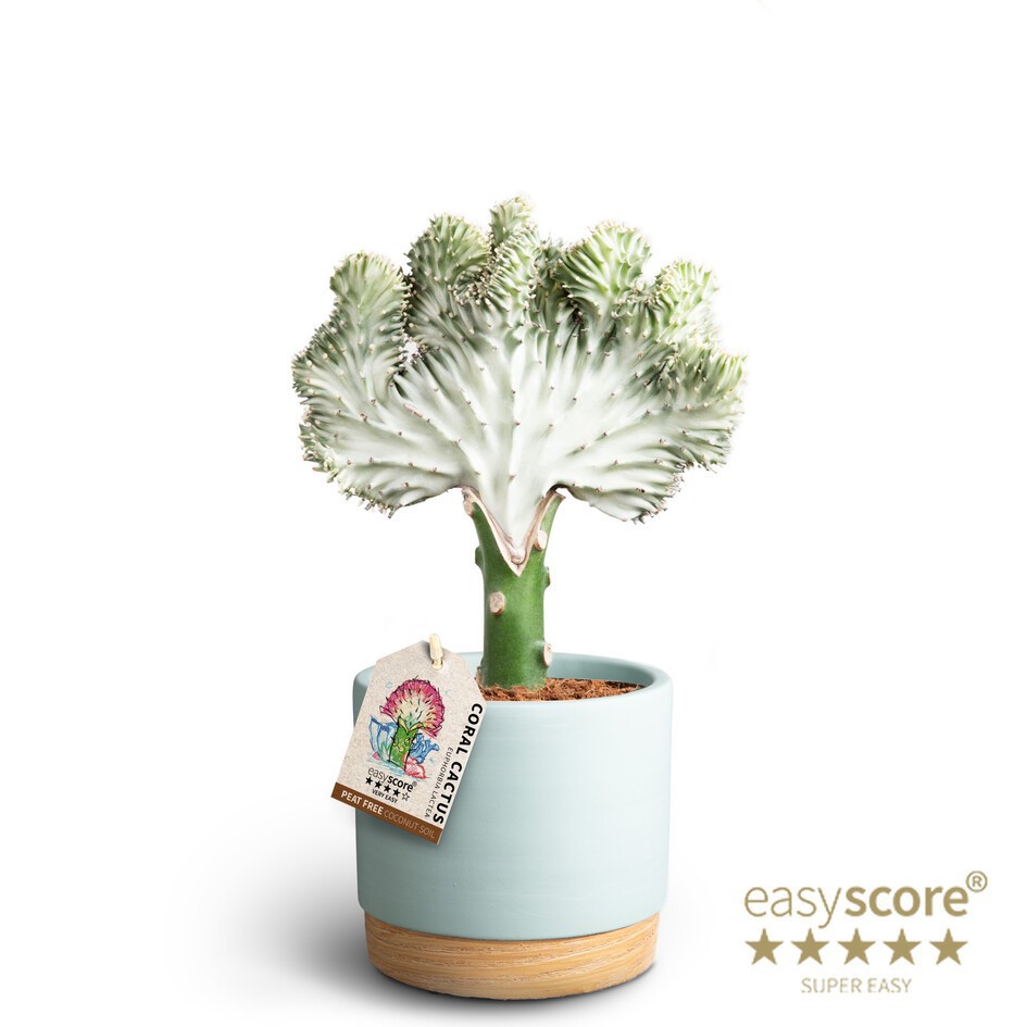 Woodbase Sky Blue, Euphorbia lactea, D 12 cm