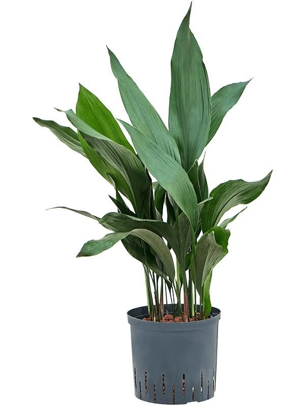 Aspidistra elatior, D 22 cm