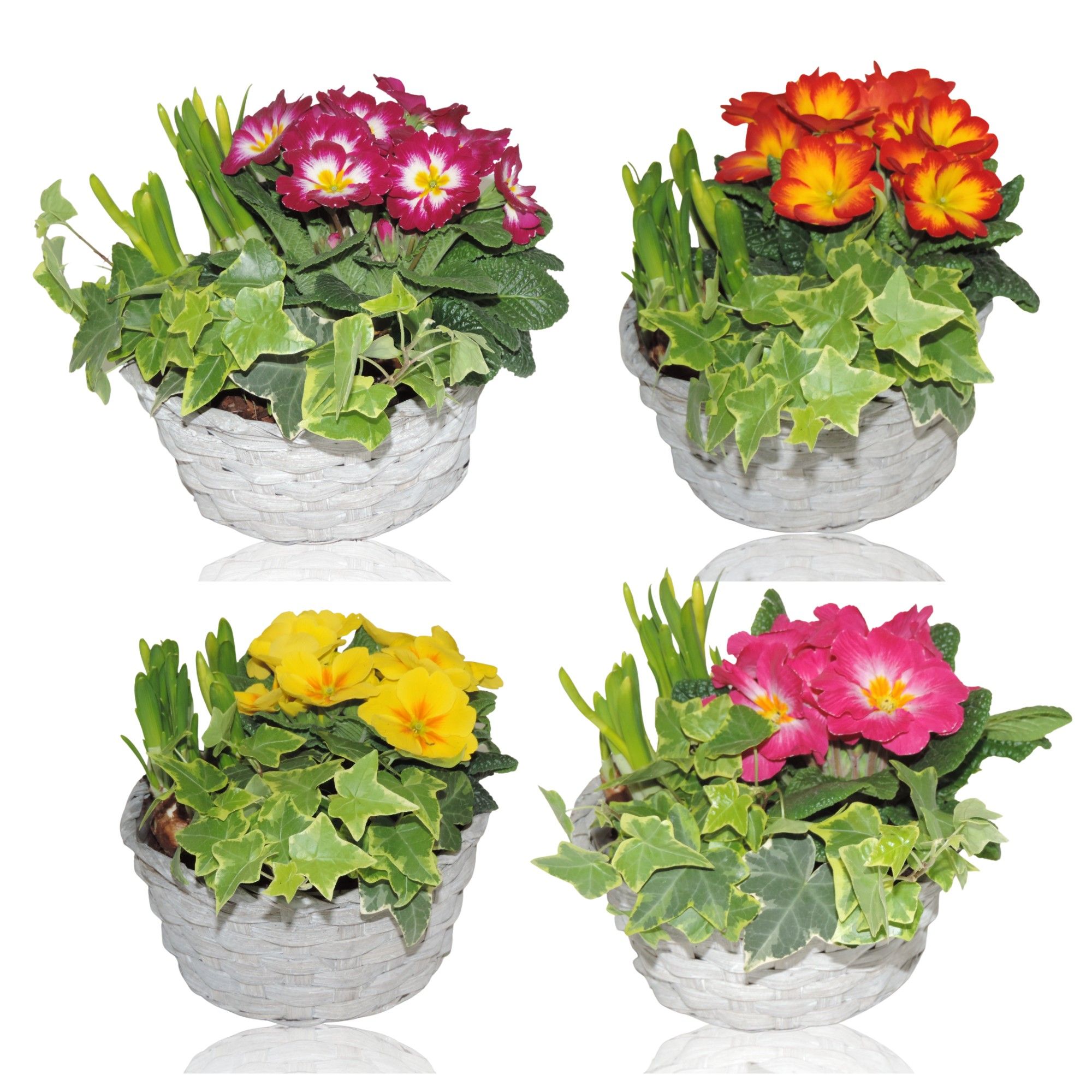 Jakarta Early Spring Specials Arrangement Narcis in mand 19 cm, D 19