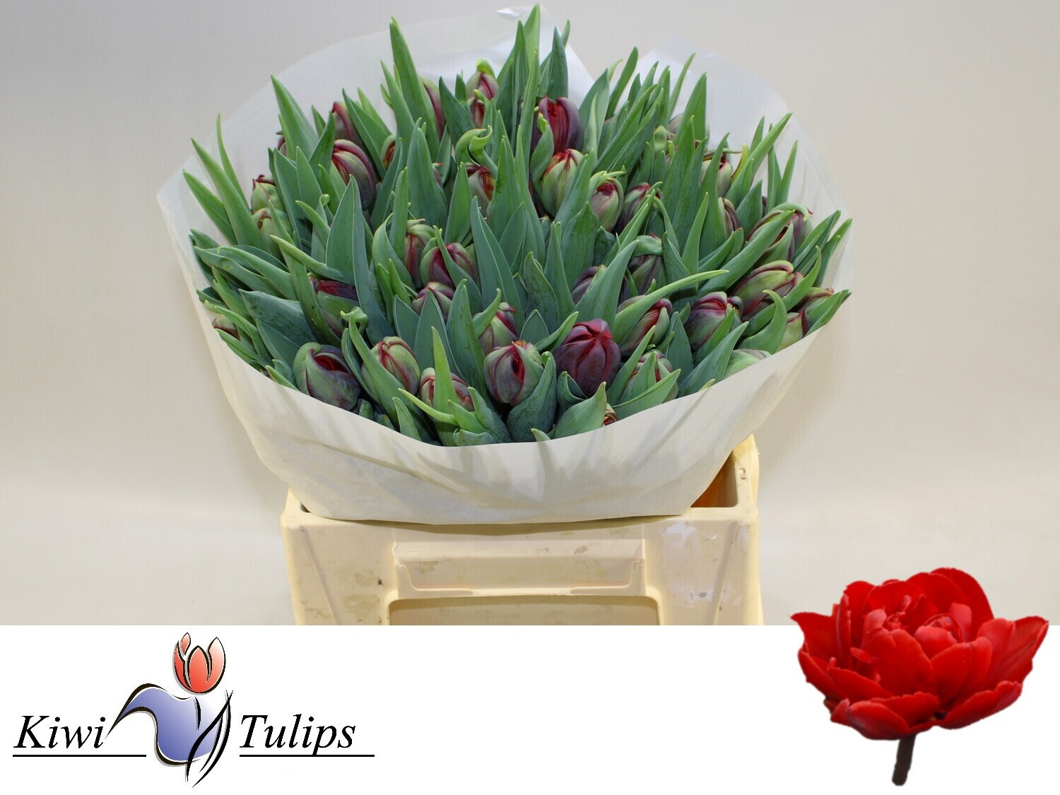 Тюльпан дв. Рэд Принцесс, шт.