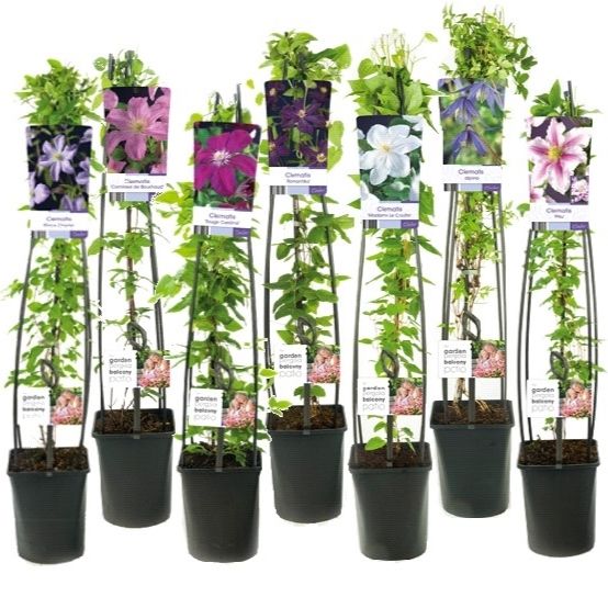 Mixtray Clematis +light label, D 23