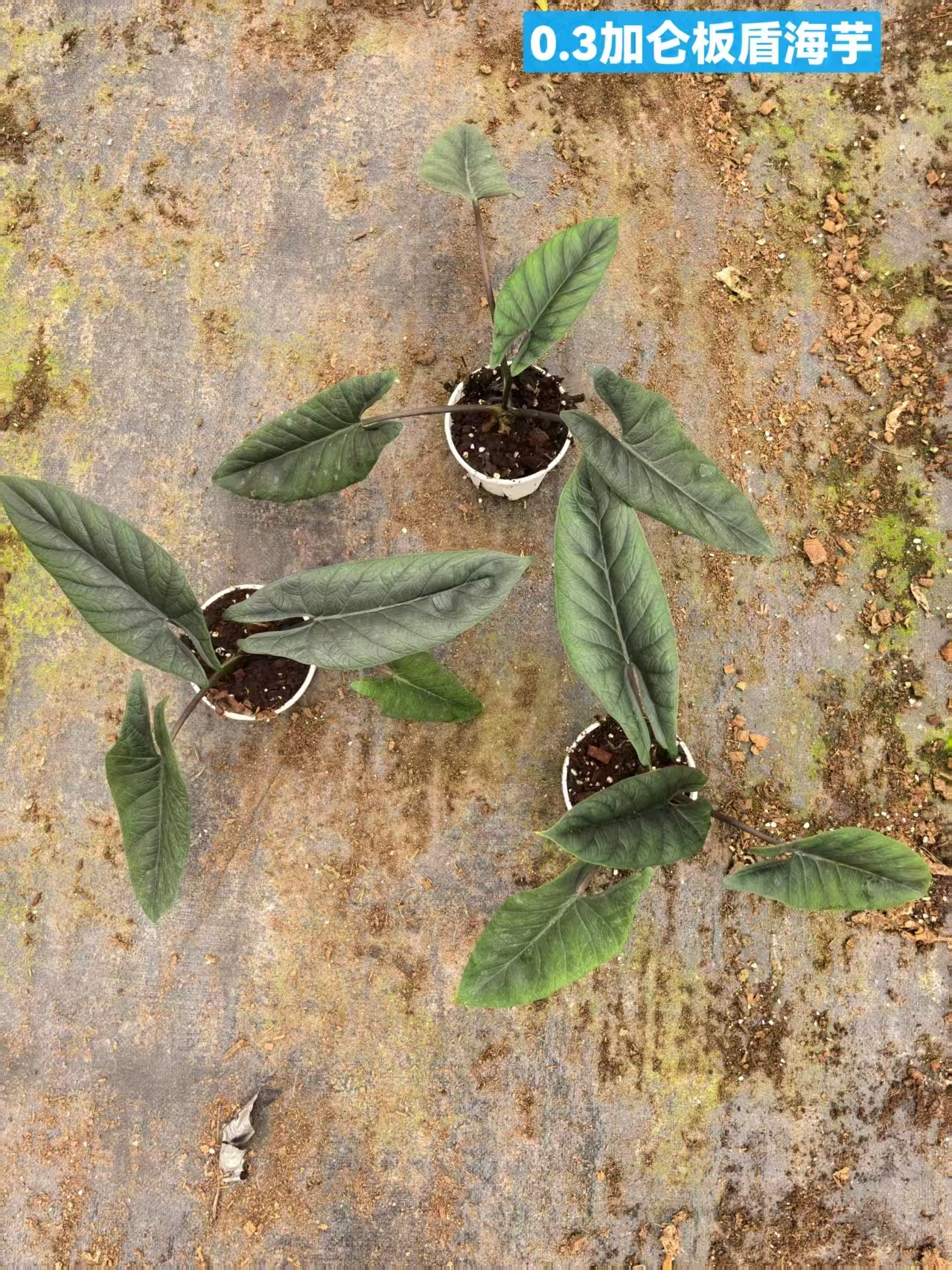 Алоказия 0.3-галлон кап боардшиелдед калла лили 12 30