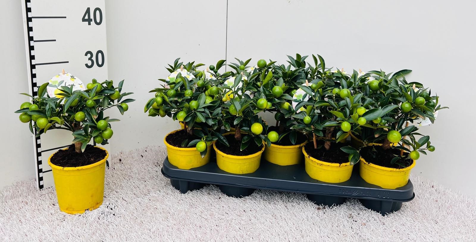 Citrus floridana Limon mini-stem, D 12