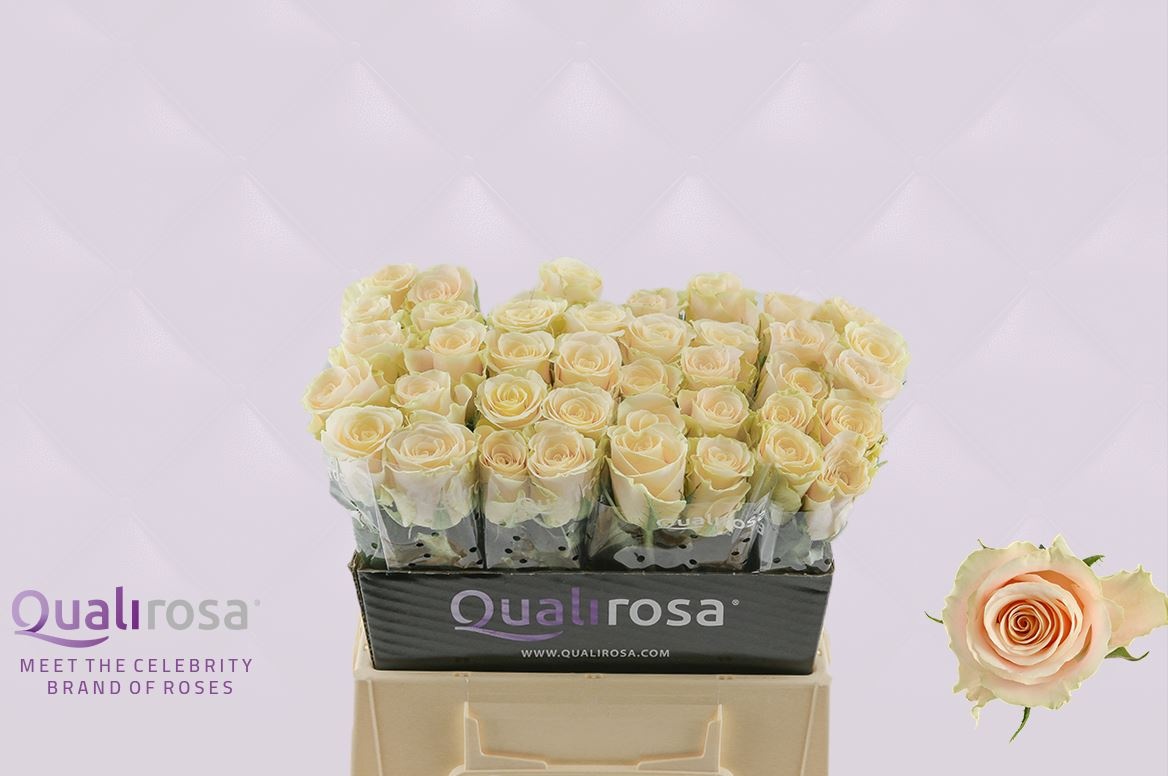 Роза од. Шарман 40, шт.