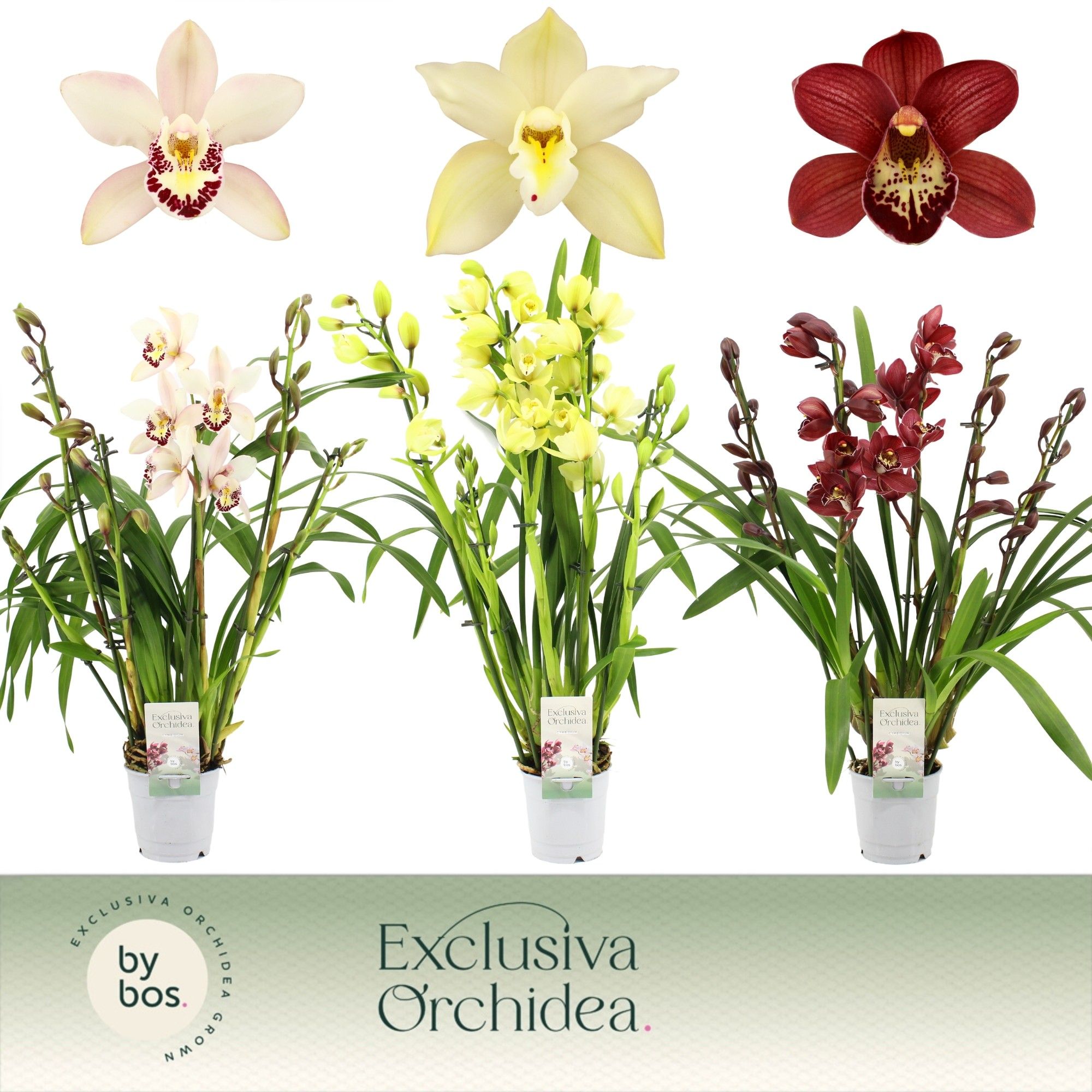 Cymbidium, Mix 5-spike 'Exclusiva Orchidea', D 12