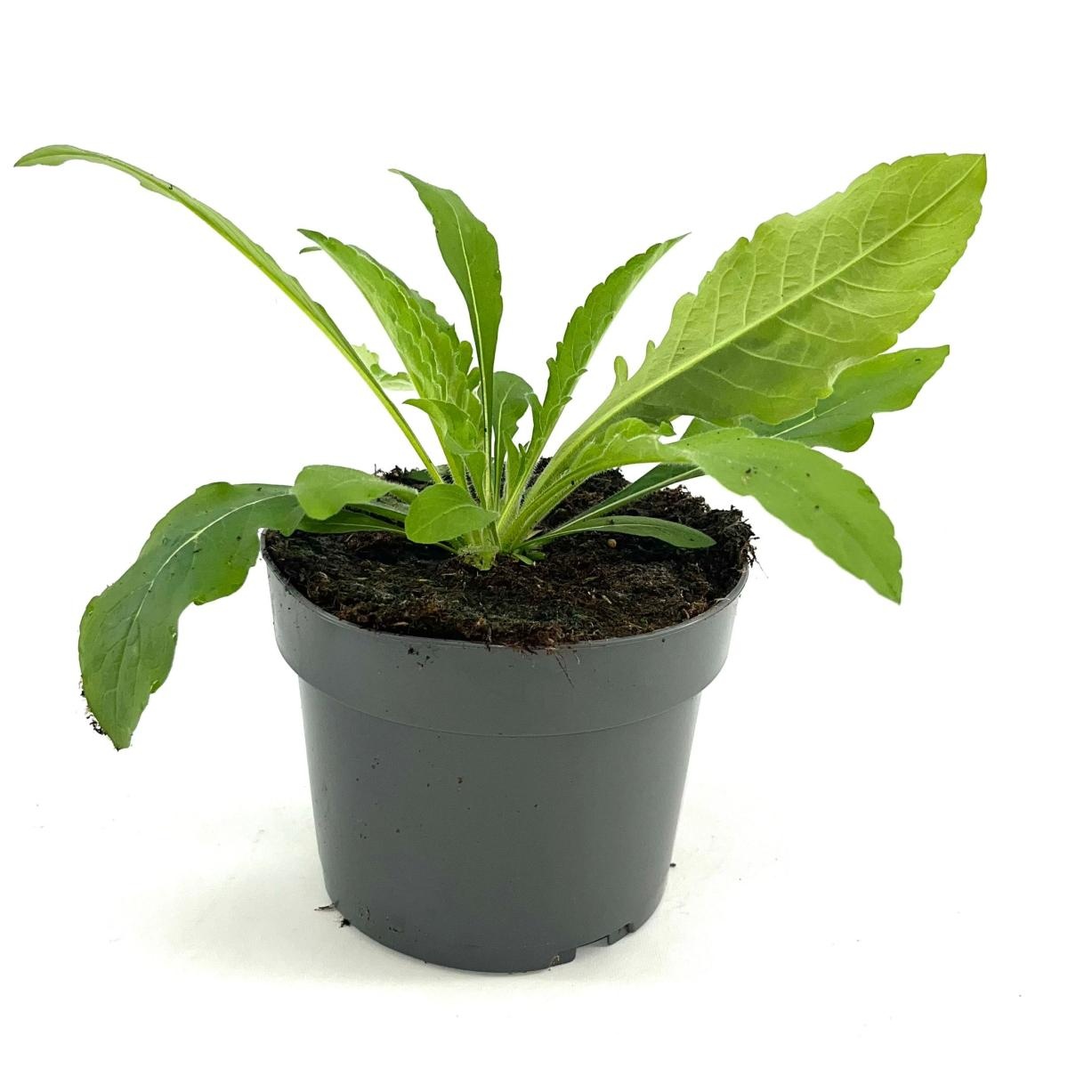 Knautia m. 'Melton Pastels', D 17 cm