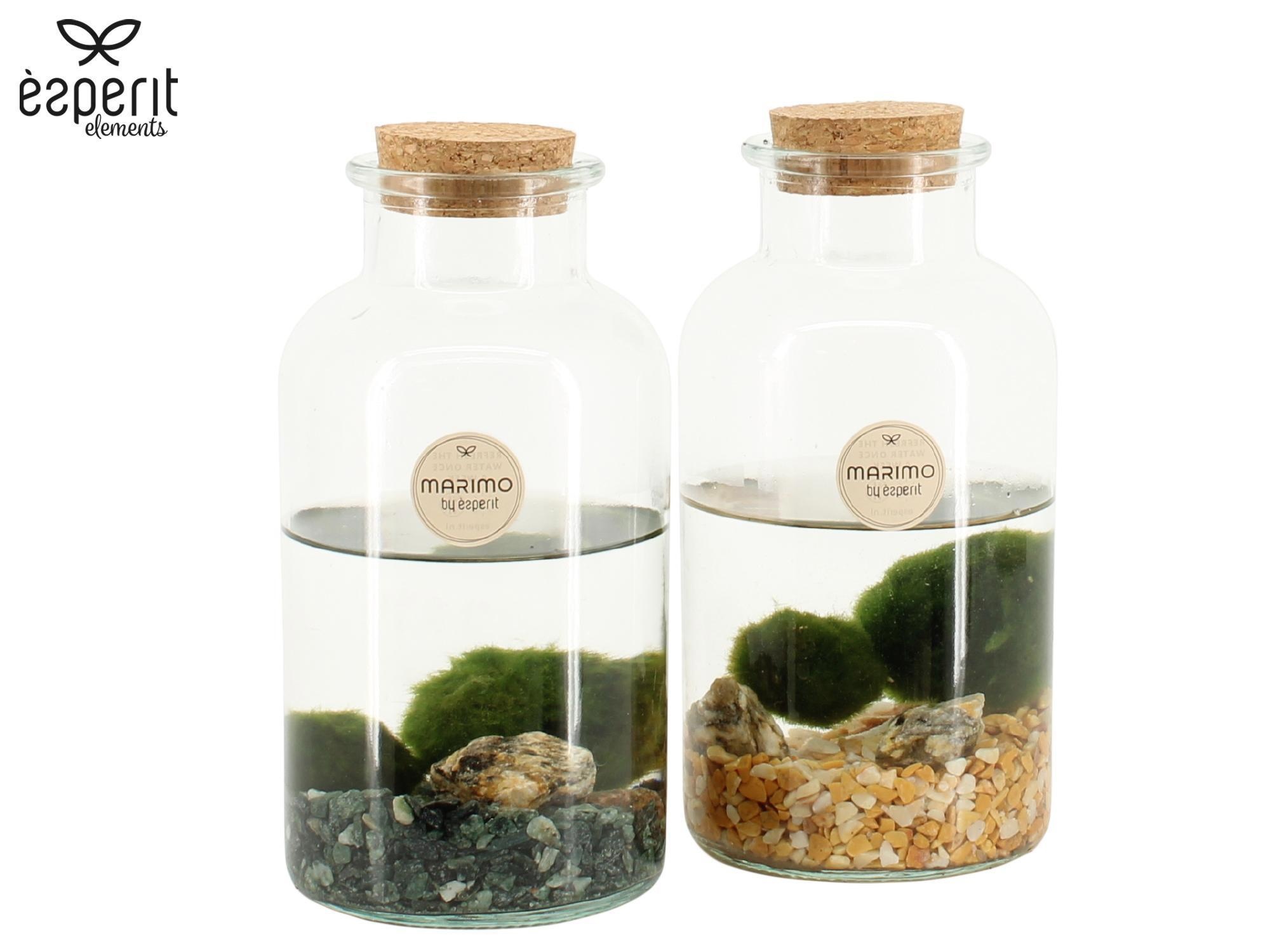 90527: Marimo arrangement, D 10