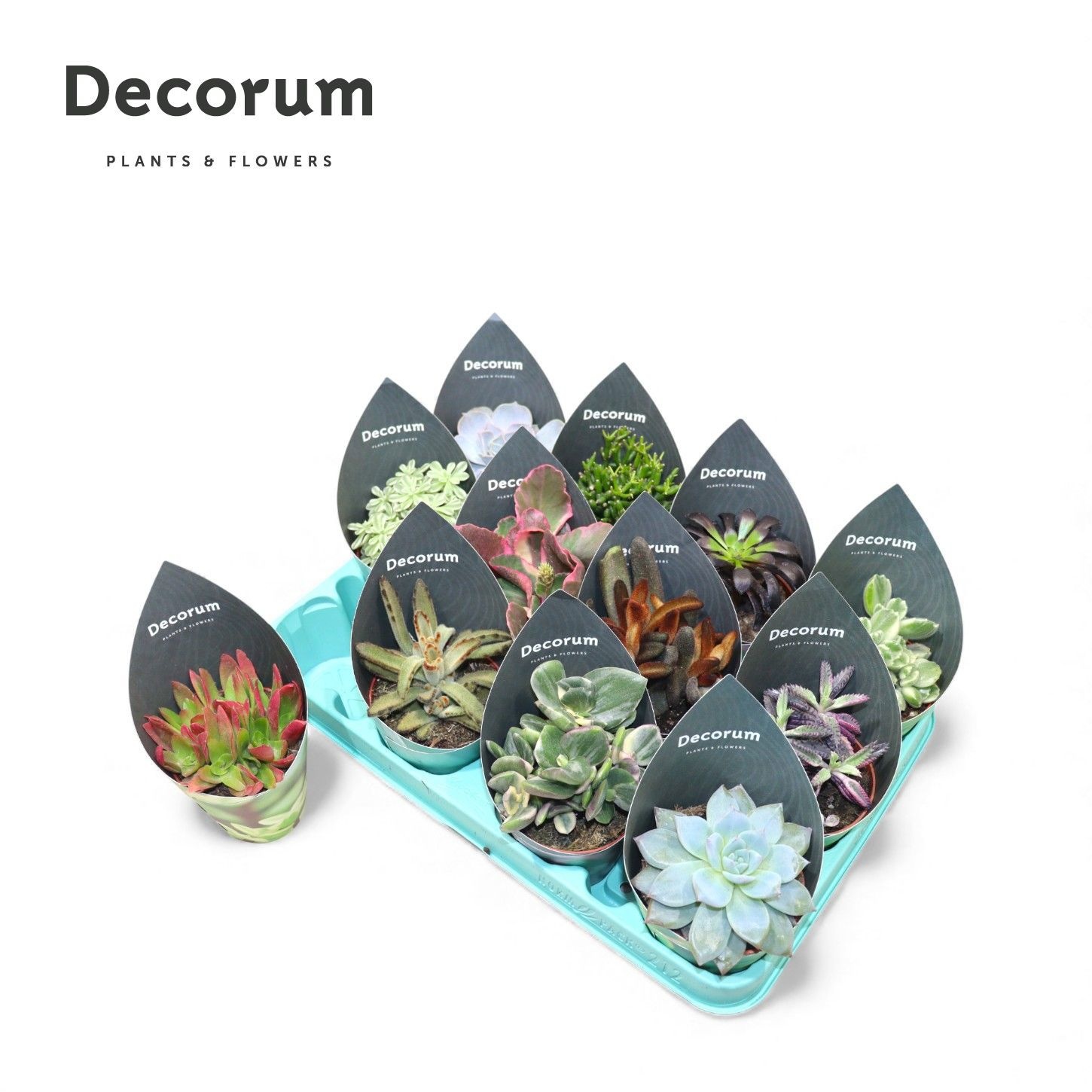 Succulenten Mix (12spc.) (decorum), D 8,5