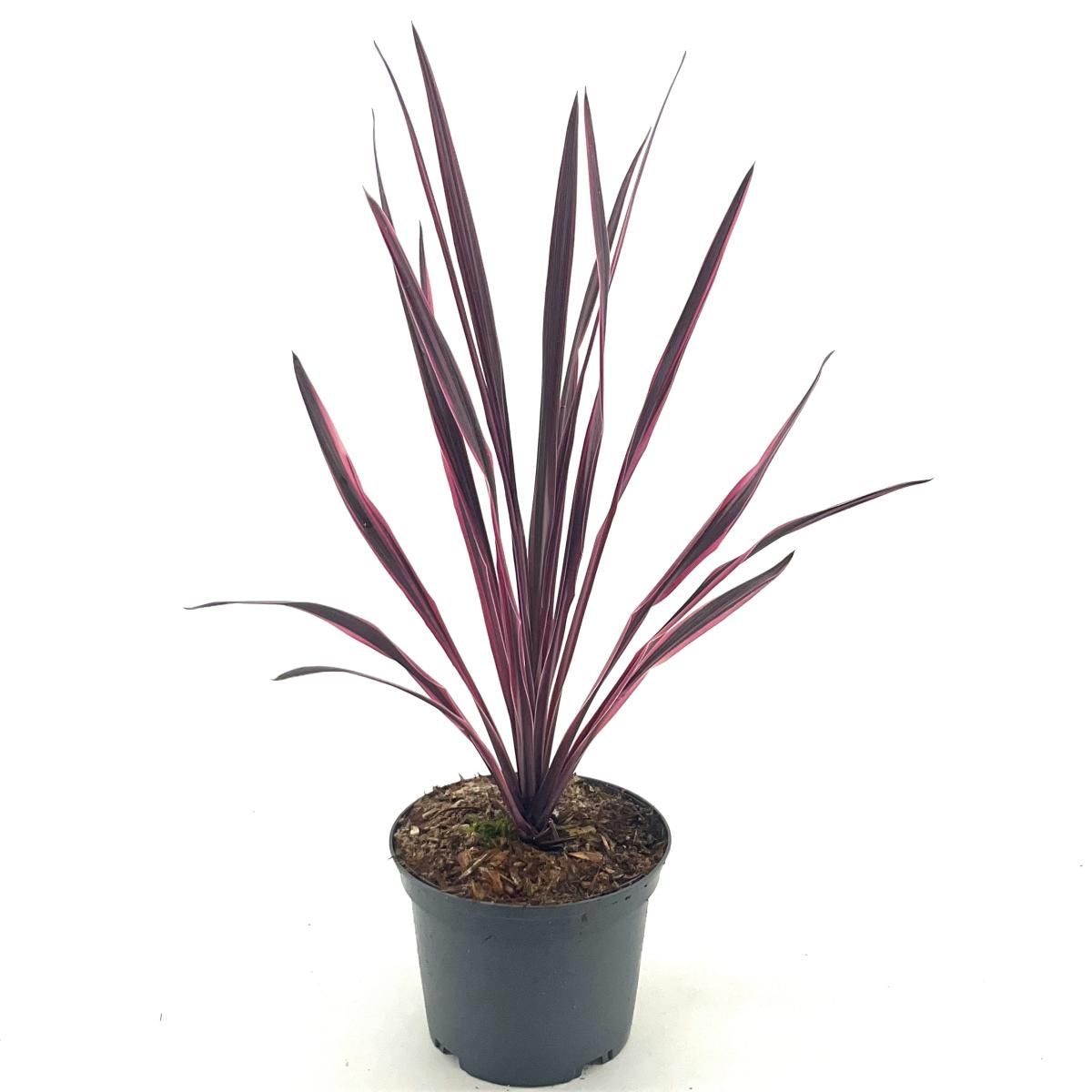 Cordyline 'Paso Doble', D 17