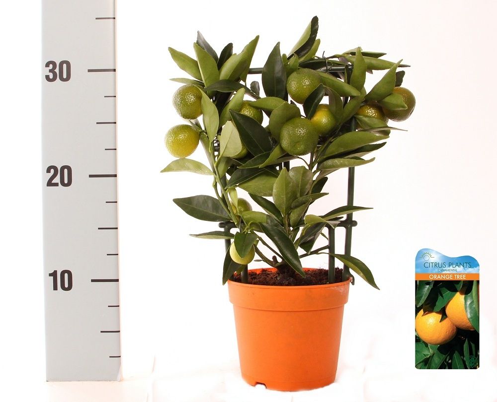 Citrus Kumquat Nagami trellis, D 12