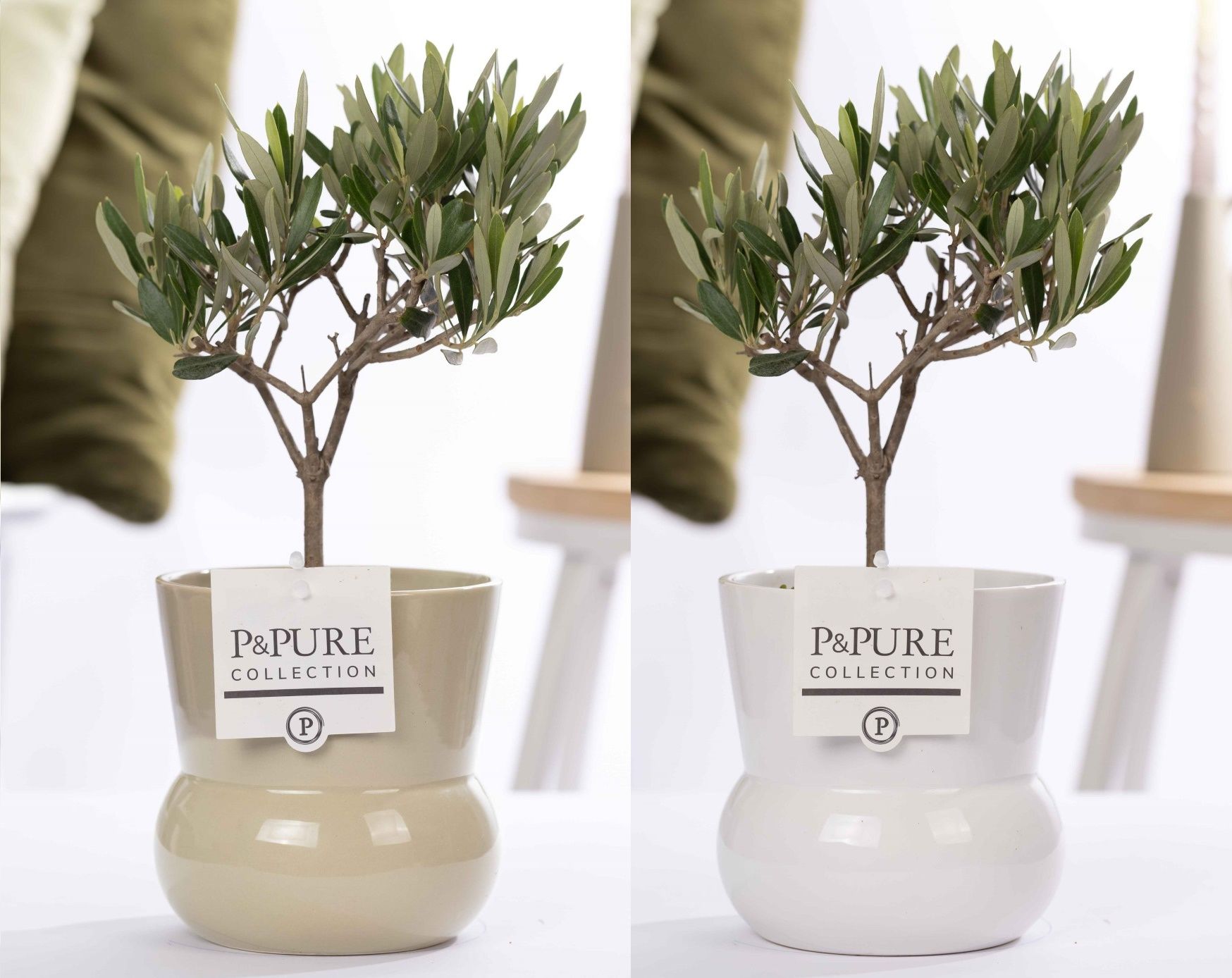 Olea Europaea in P&PURE Plant Vase Maxima ass. 2, D 12