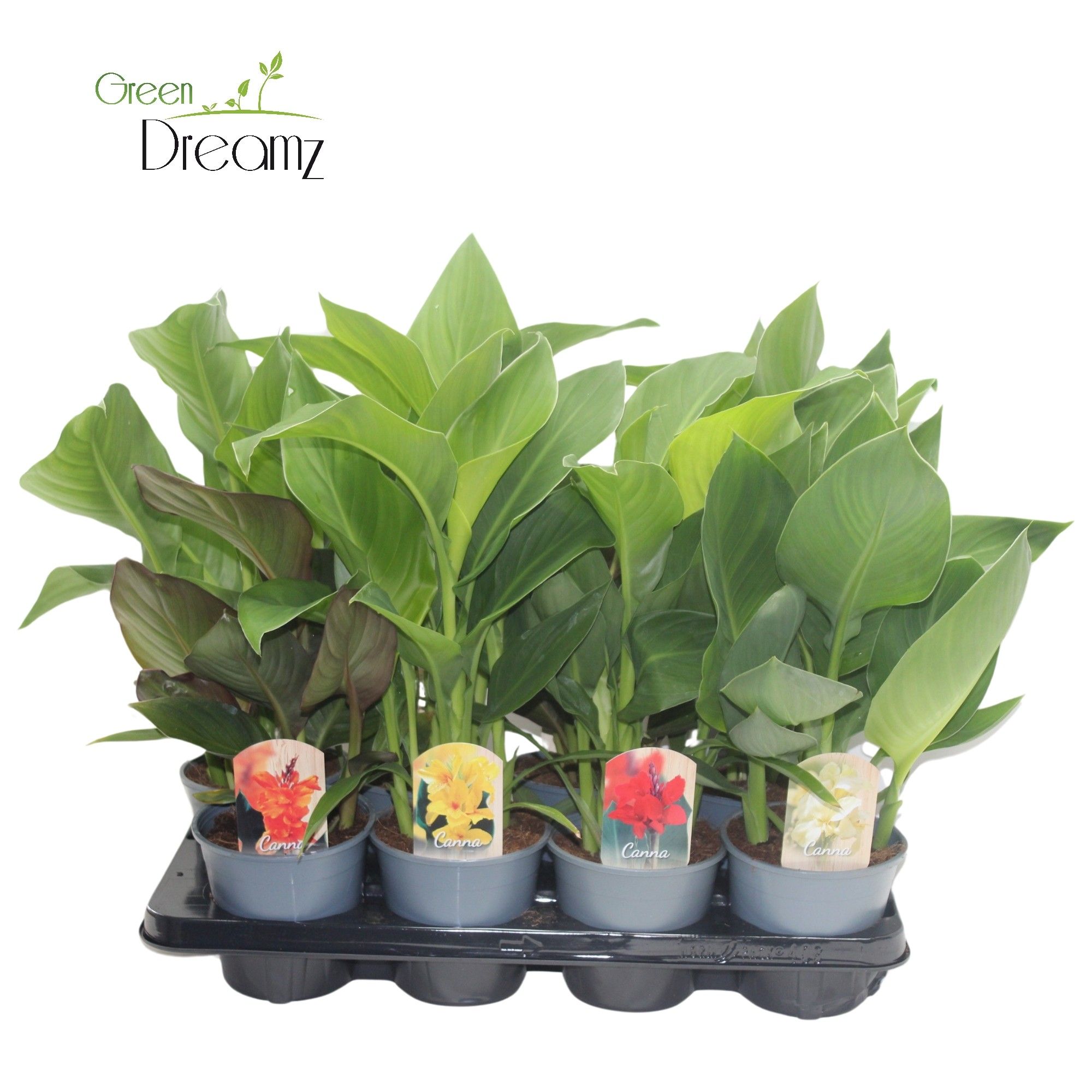 Canna 14Mix Zonder Bloem, D 14