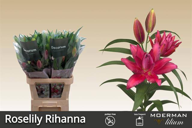 Лилия дв. Ориентал Овериг 95, шт.