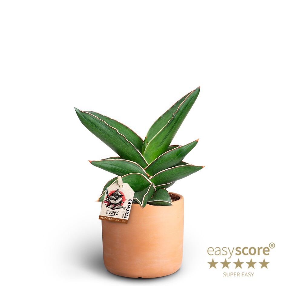 SANSEVIERIA EHRENBERGII 40935059 Raw Terracota Samurai, D 10 cm SANSEVIERIA EHRENBERGII 40935059 Raw Terracota Samurai, D 10 cm